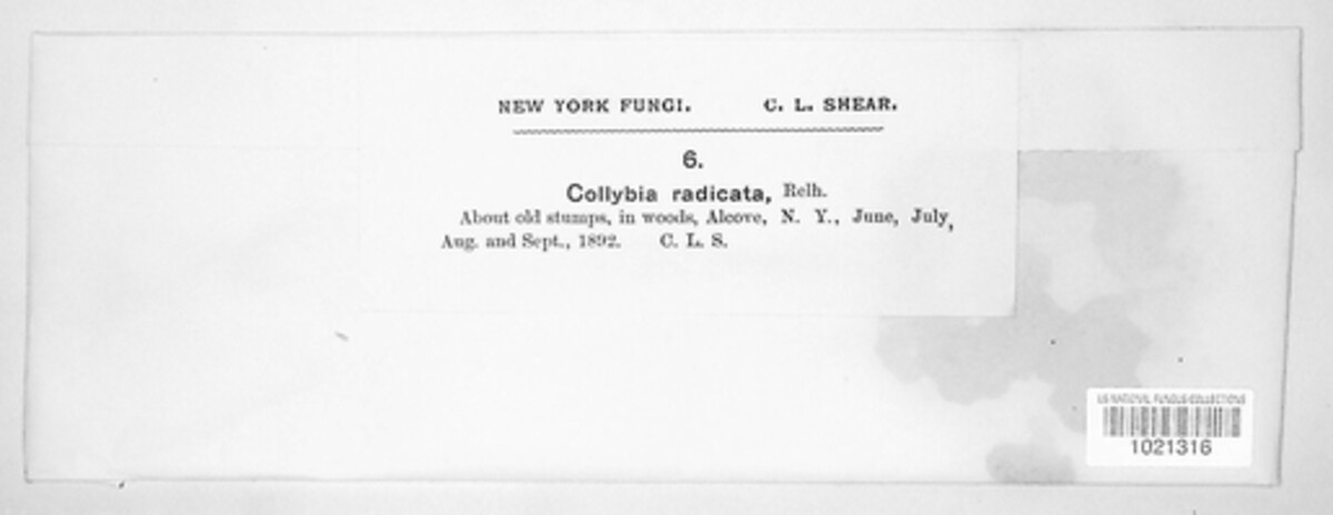 Hymenopellis radicata image